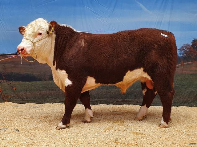 HER [49_Hereford.jpg,60 KB]