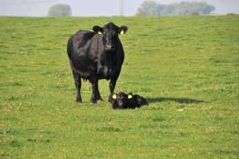 Angus [Angus_Kuh+Kalb.jpg,22 KB]