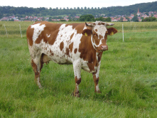 Ansbach-Triesdorfer [Ansbach_Triesdorfer,_Quelle_Hauf.jpg,51 KB]