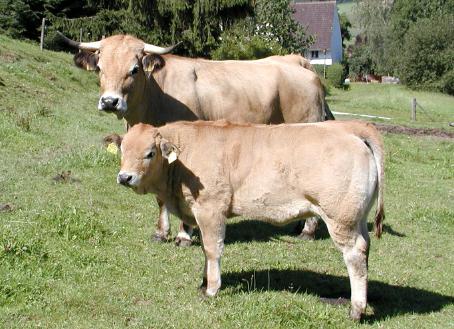 Aubrac [Aubrac1.jpg,41 KB]