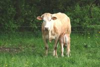 Blonde d Aquitaine [Blonde.JPG,39 KB]