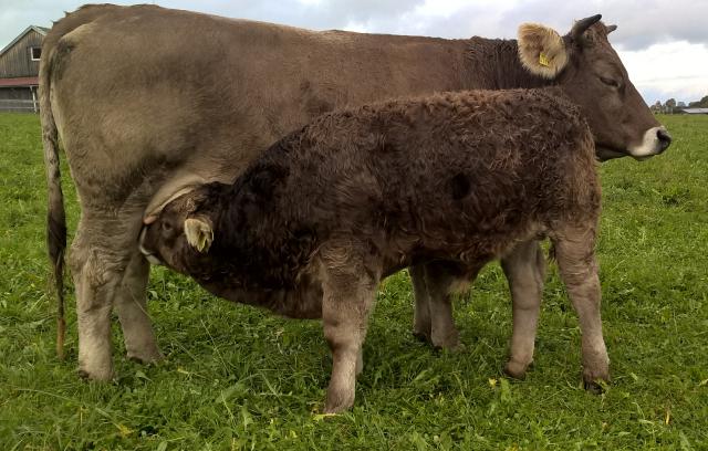 Braunvieh [Braunvieh.jpg,107 KB]