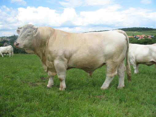 Charolais [Charolais.JPG,40 KB]