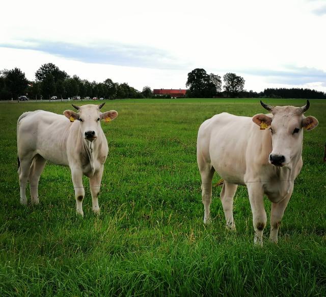 Chianina [Chianina-Foto_Schlickenrieder.jpg,72 KB]