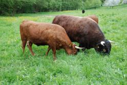 Dexter [Dexter.JPG,11 KB]