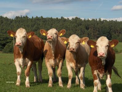 Fleckvieh [Fleckviehabsetzer_005.jpg,41 KB]