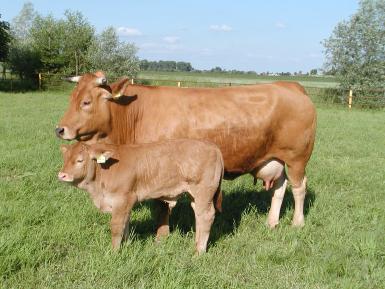 Gelbvieh [Gelbvieh.JPG,40 KB]