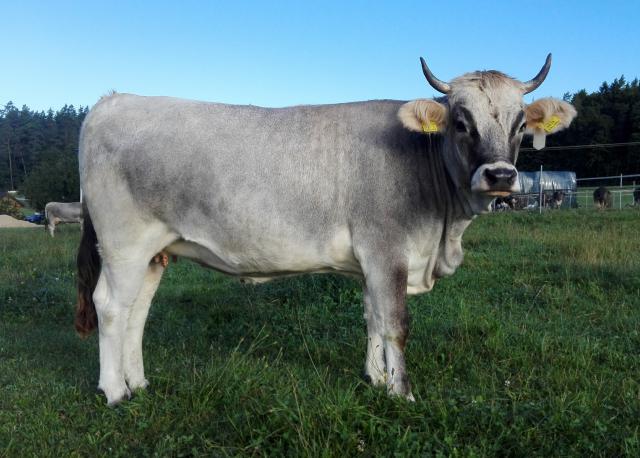 Grauvieh [Grauvieh-Foto_Kohl.jpg,54 KB]