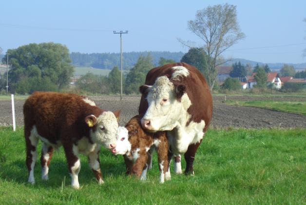 Hereford [Hereford_-_Scholler2.JPG,40 KB]