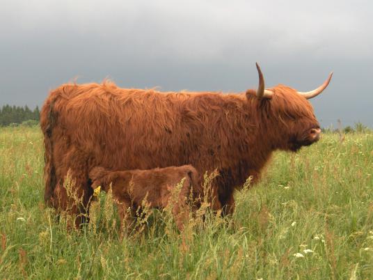 Highland [Highlang_Kuh+Kalb.jpg,39 KB]