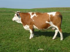 Hinterwälder [Hinterwaelder.JPG,40 KB]