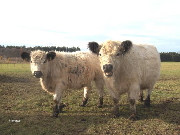 Galloway [Koenigsberger.jpg,40 KB]