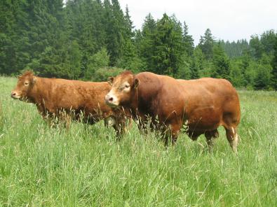 Limousin [Limousin_Bulle+Kuh.jpg,39 KB]