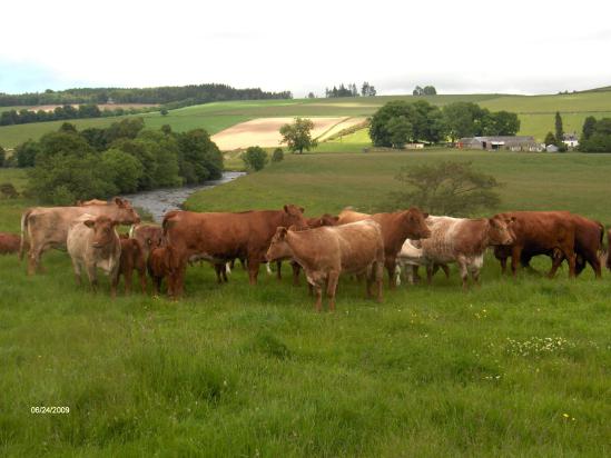 Luing [Luing.jpg,40 KB]