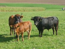 Murnau Werdenfelser [Murnau-Werdenfwlser.JPG,40 KB]