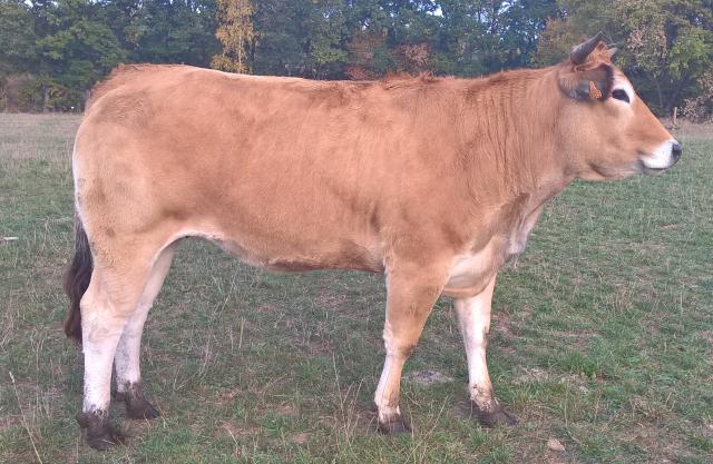 Parthenaise [Parthenaise.jpg,112 KB]