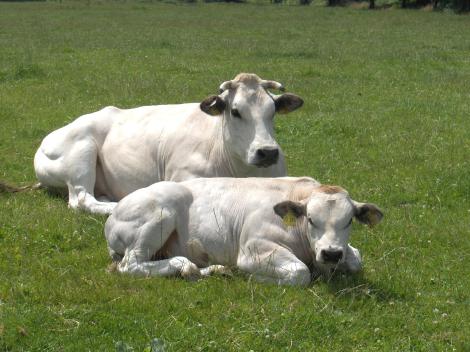 Piemonteser [Piemonteser_(3).jpg,39 KB]