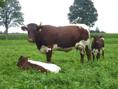 Pinzgauer [Pinzgauer.jpg,40 KB]