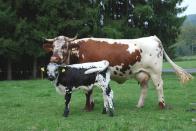 Pustertaler [Pustertaler.JPG,39 KB]