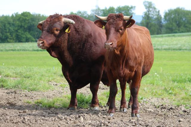 Rotes H?henvieh [Rotes_Hoehenvieh.jpg,66 KB]