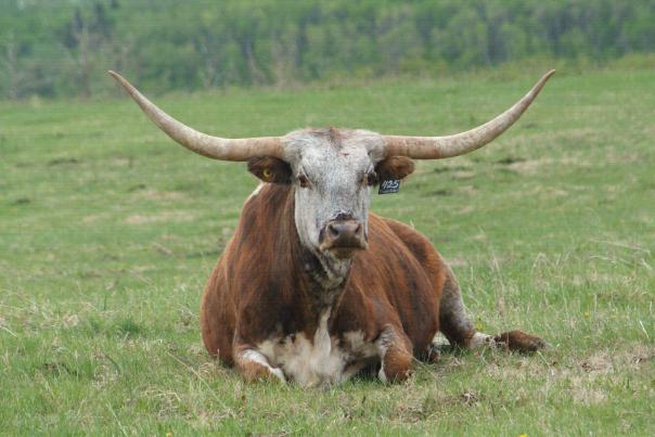 Texas Longhorn [Texas_Longhorn.JPG,39 KB]