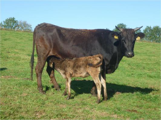 Wagyu [Wagyu.jpg,41 KB]