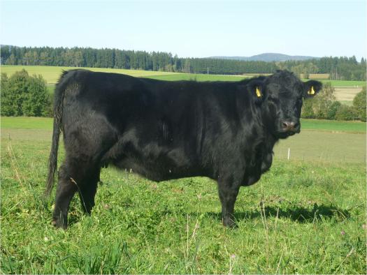 Welsh Black [Welsh_Black.jpg,41 KB]