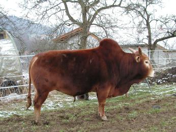 Zwerg Zebu [ZwergZebu-Bulle.JPG,40 KB]